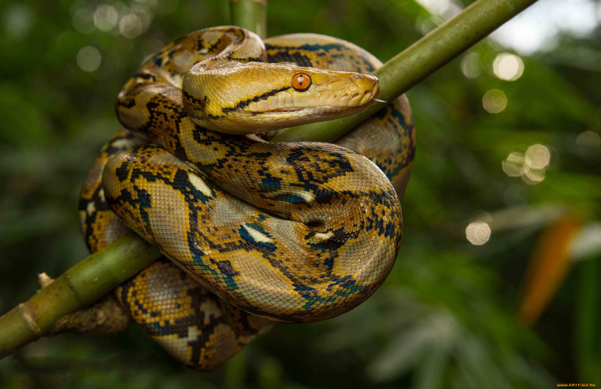 python reticulatus, , ,  ,  , 
